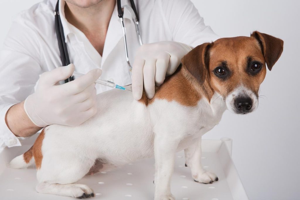 Dog Vaccination