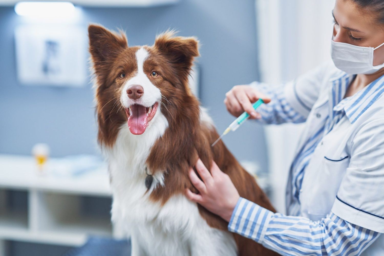 dog's vaccination