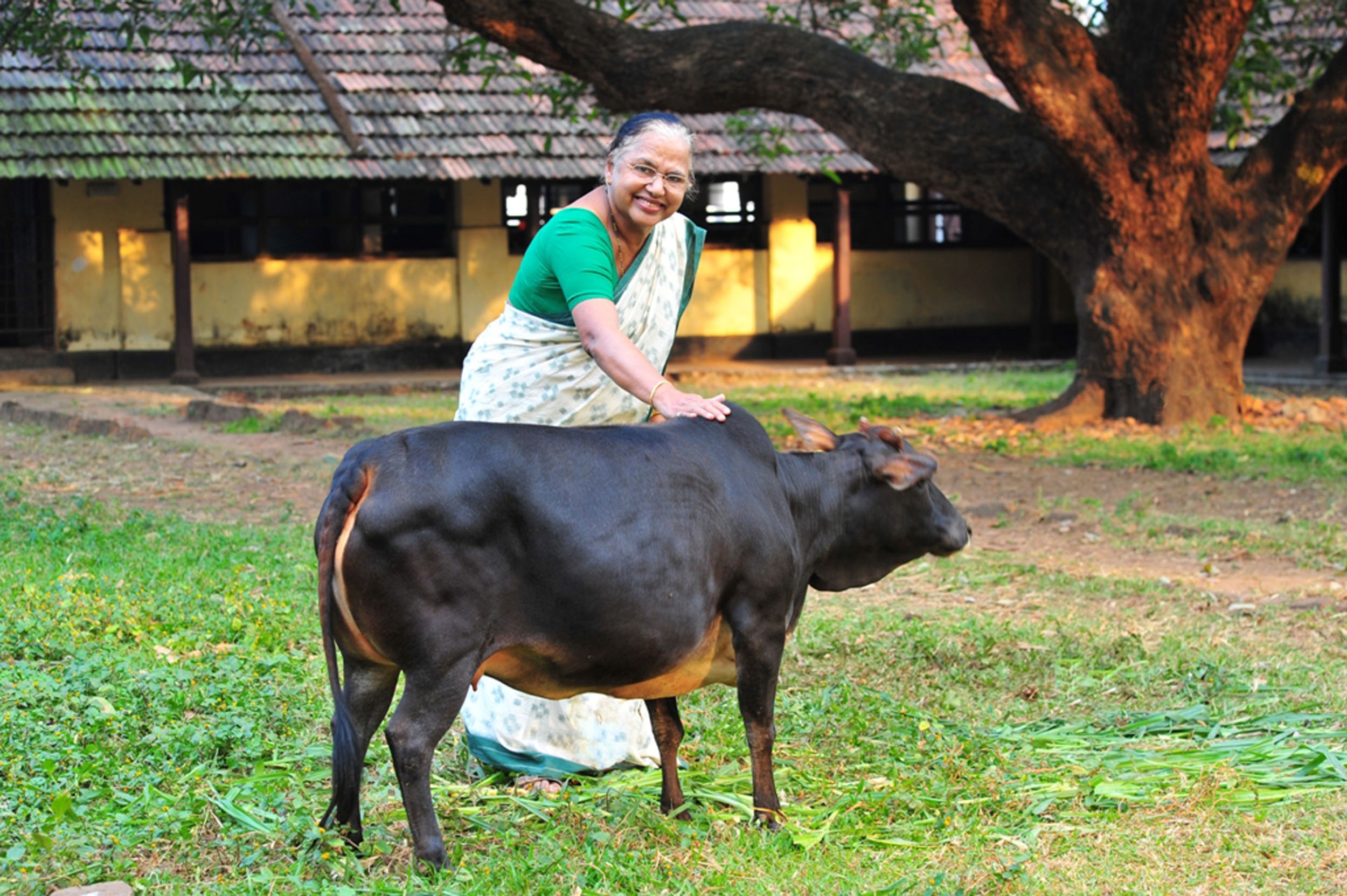 kerala's vechur cow